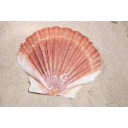 Scallop Flat - Per KG