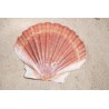 Scallop Flat - Per KG