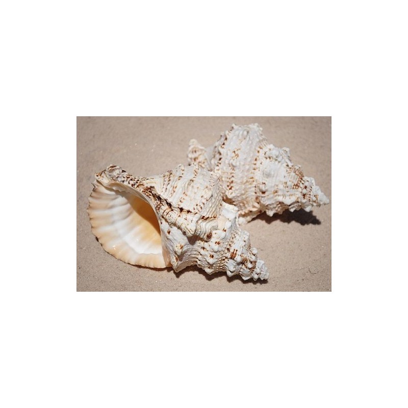 Bursa Bobo - approx. 18cm