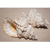 Bursa Bobo - approx. 18cm