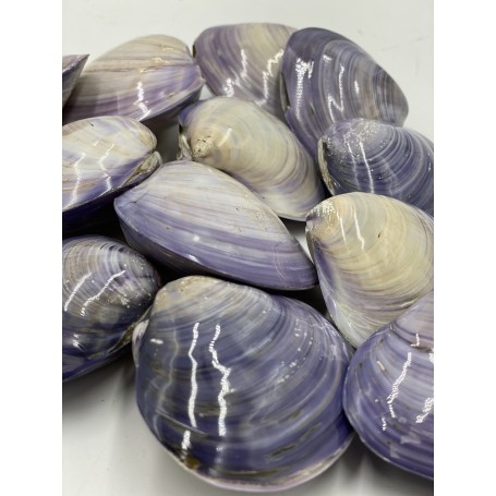 Purple Clam Pair - approx 7cm - Min 10