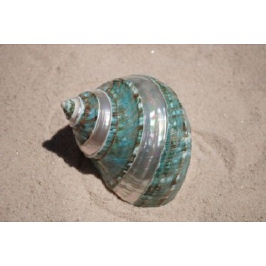 Turbo Burgos - Banded -  10cm - Min 4