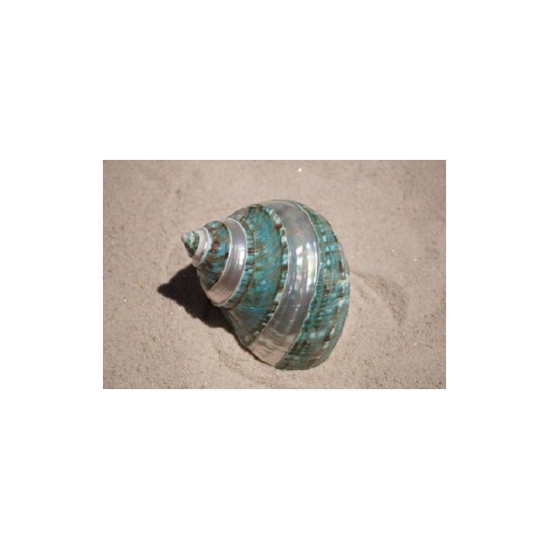 Turbo Burgos - Banded -  10cm - Min 4