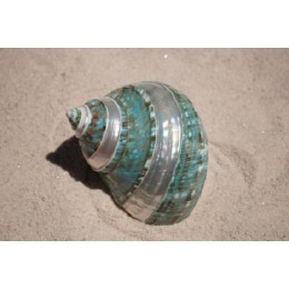 Turbo Burgos - Banded -  10cm - Min 4