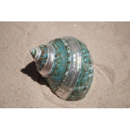 Turbo Burgos - Banded -  10cm - Min 4