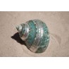 Turbo Burgos - Banded -  10cm - Min 4