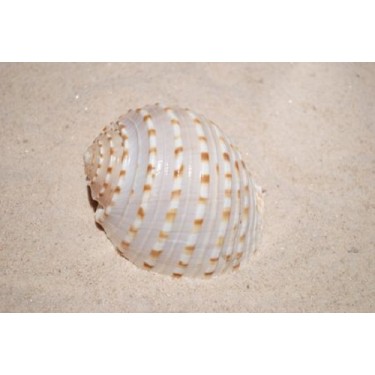 Tona Tesselata - 12cm - Min 5
