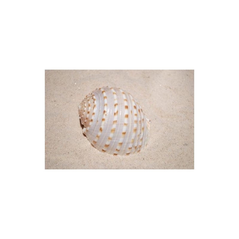 Tona Tesselata - 12cm - Min 5