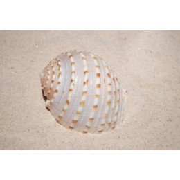 Tona Tesselata - 12cm - Min 5