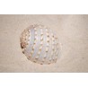 Tona Tesselata - 12cm - Min 5