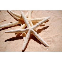 Finger Starfish Bleached - 25cm