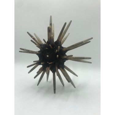 Spiky Sea Urchin