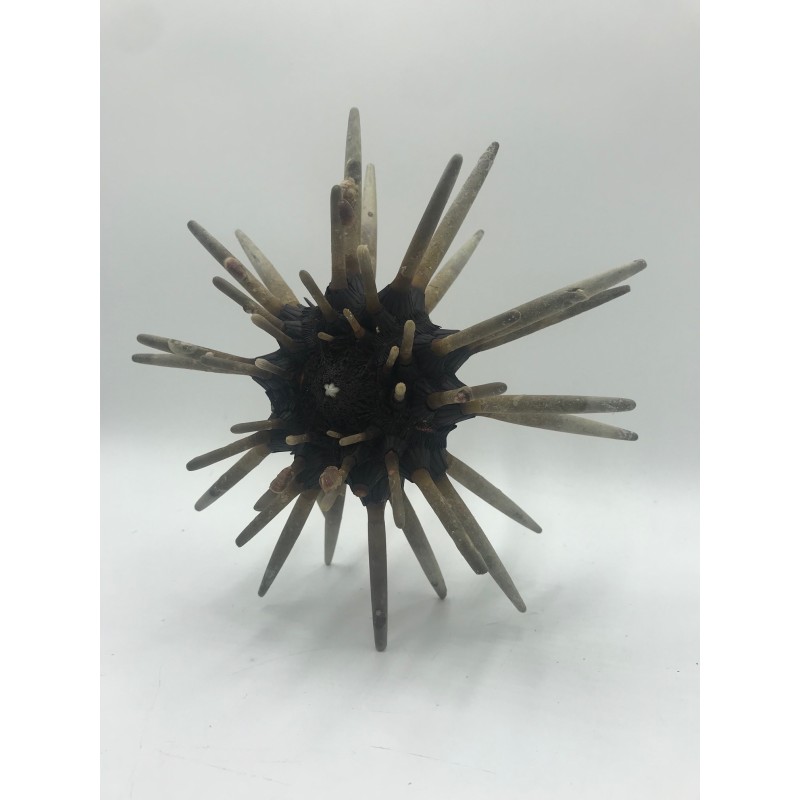 Spiky Sea Urchin