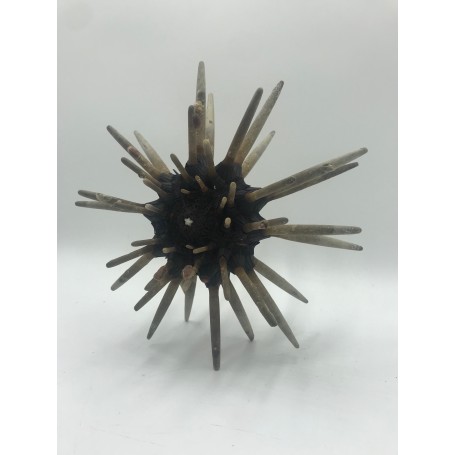 Spiky Sea Urchin