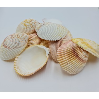 Brown Cockle Large per kg Approx. 8cm