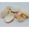 Brown Cockle Large per kg Approx. 8cm