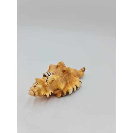 Cymatium Lotorium 8cm- 10cm