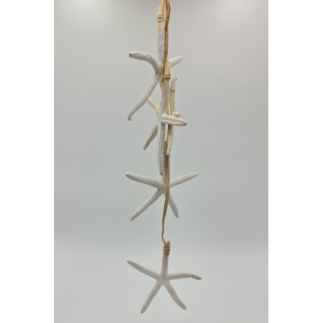 Bleached Finger Starfish Hanger