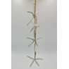 Bleached Finger Starfish Hanger