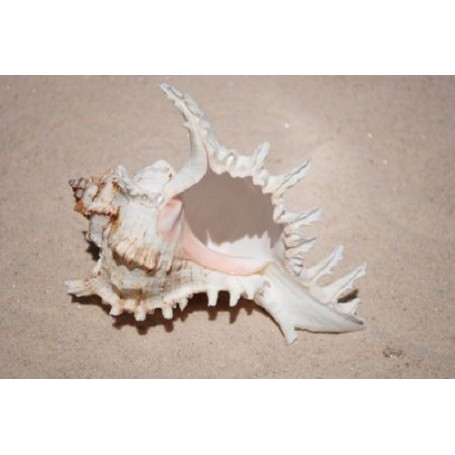 Murex Ramosus - 12cm