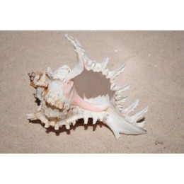 Murex Ramosus - 17cm