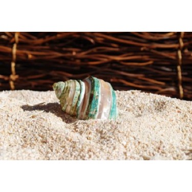 Turbo Burgos - Banded -  5cm - Min 10
