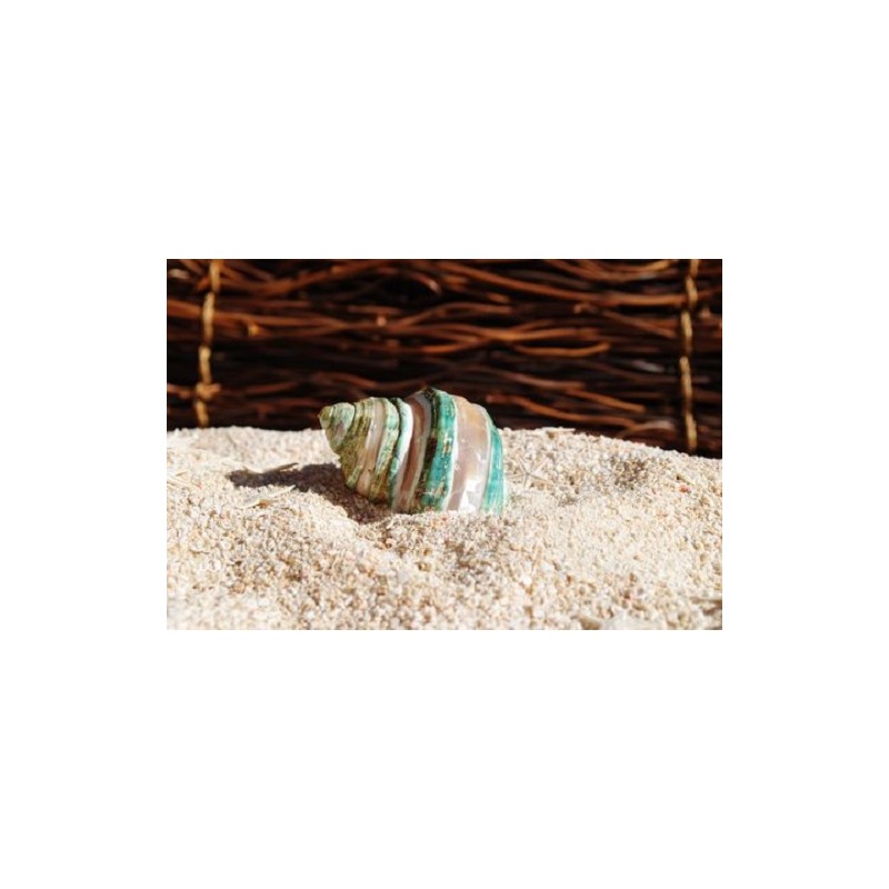 Turbo Burgos - Banded -  5cm - Min 10