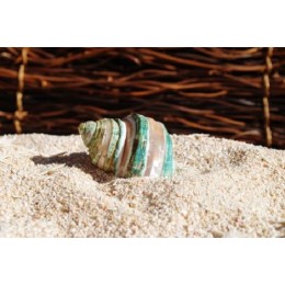 Turbo Burgos - Banded -  5cm - Min 10