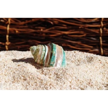 Turbo Burgos - Banded -  5cm - Min 10