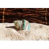 Turbo Burgos - Banded -  5cm - Min 10