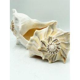 Whelk - approx 12cm