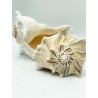 Whelk - approx 15cm