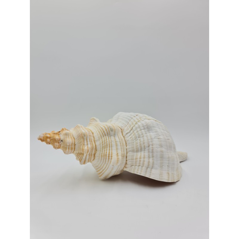 Horse Conch - Approx. 30cm
