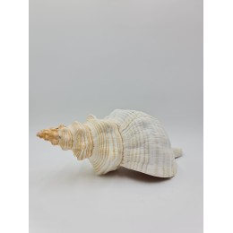 Horse Conch - Approx. 30cm