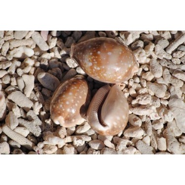 Deer Cowrie. Approx. 4-6cm