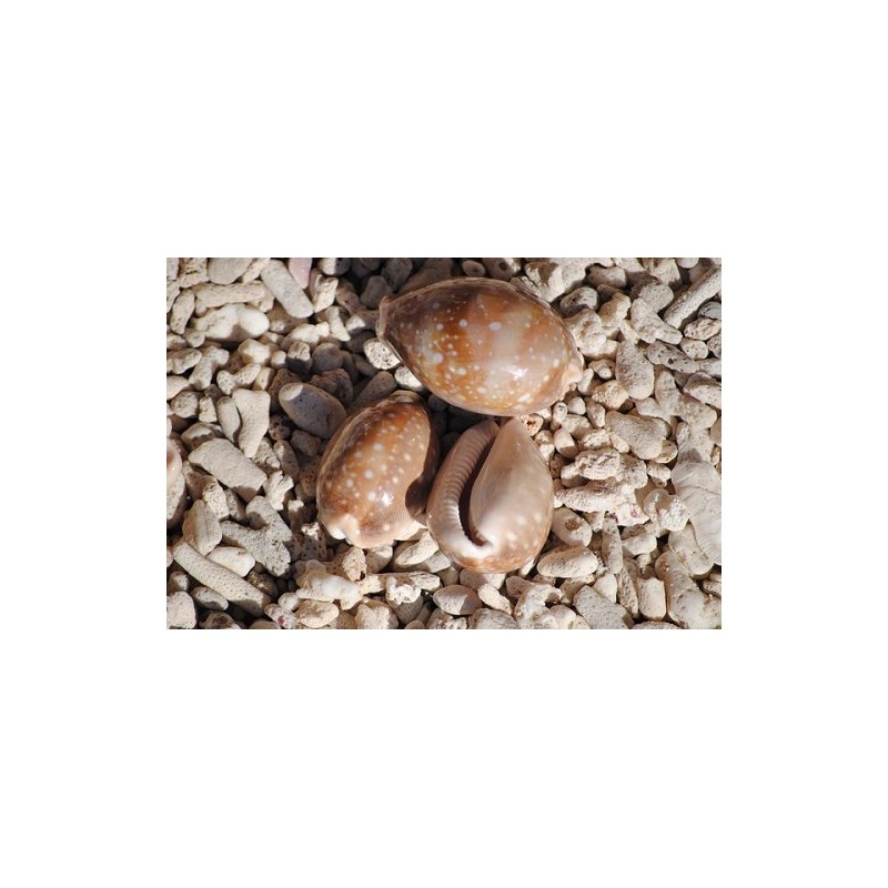 Deer Cowrie. Approx. 4-6cm
