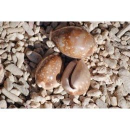 Deer Cowrie. Approx. 4-6cm
