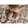 Deer Cowrie. Approx. 4-6cm