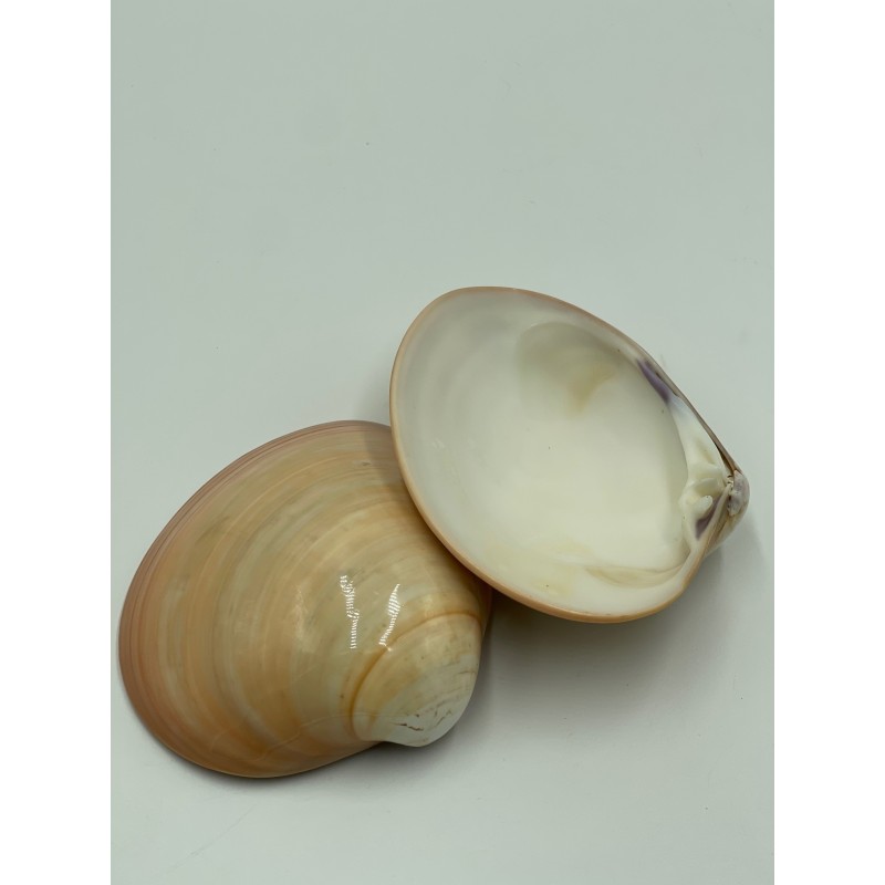 Orange Clam Polished - 10cm