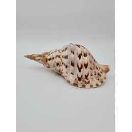 Triton Shell - 20cm up