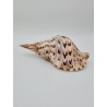 Triton Shell - 20cm up