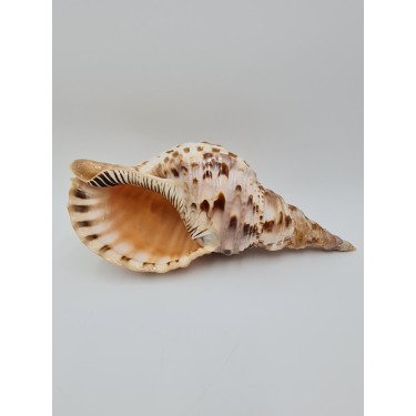 Triton Shell - 20cm up