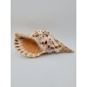 Triton Shell - 20cm up