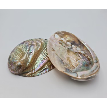 Haliotis Laevegara - 13cm - Pearlised