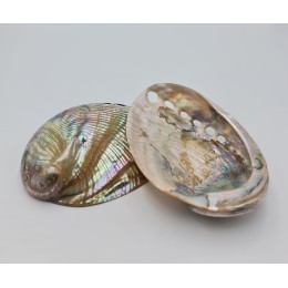 Haliotis Laevegara - 13cm - Pearlised