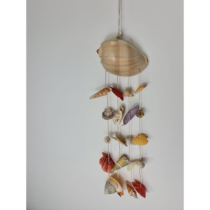 Melo with assorted shells