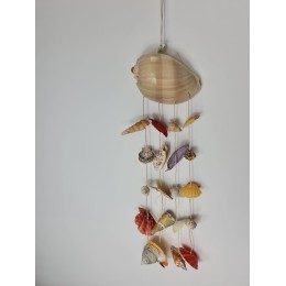 Melo with assorted shells
