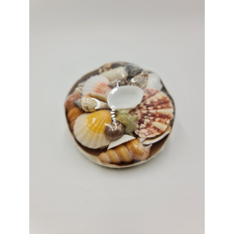 Small Shell Pack in cardboard - Assorted