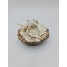 Mixed Shells in Cocoshell with Net