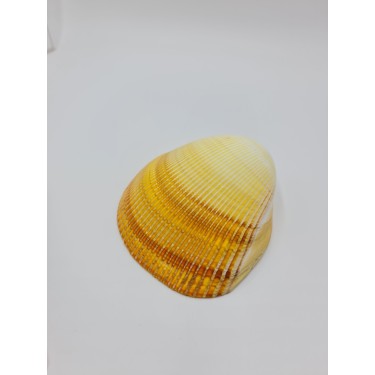 Pacific Cockle Single - Polished - 13 cm